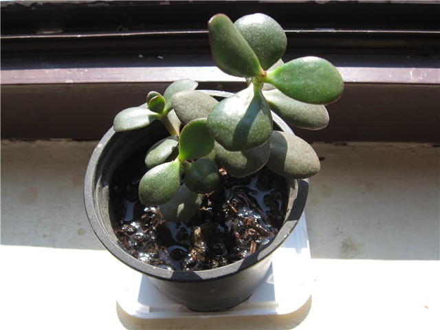 Crassula ovata manja biljka